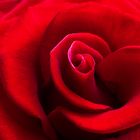 Red Rose