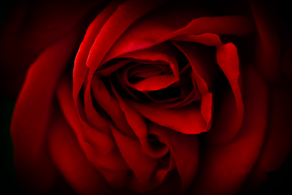 red rose