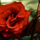 RED ROSE