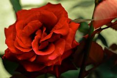 RED ROSE