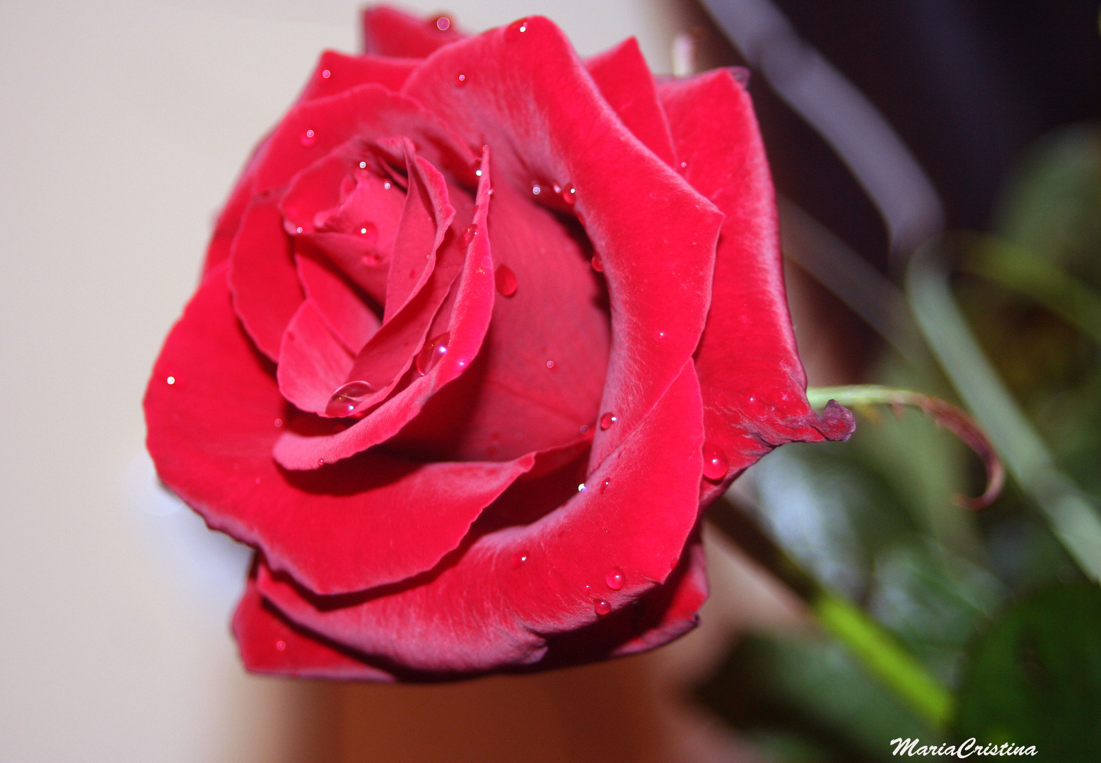 Red Rose 5