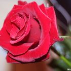 Red Rose 5