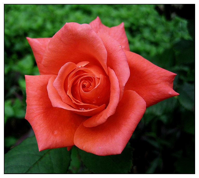 red rose-5