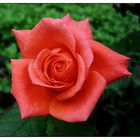 red rose-5