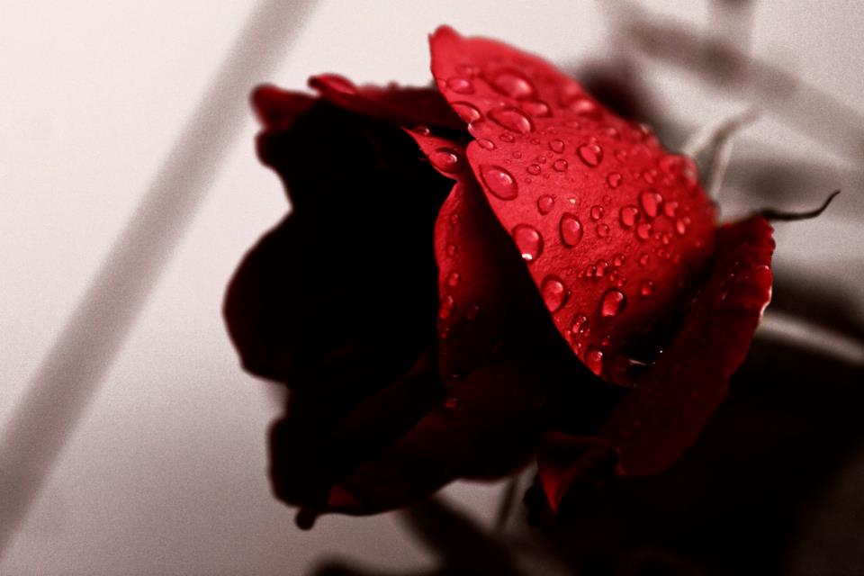 Red Rose