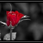 Red Rose