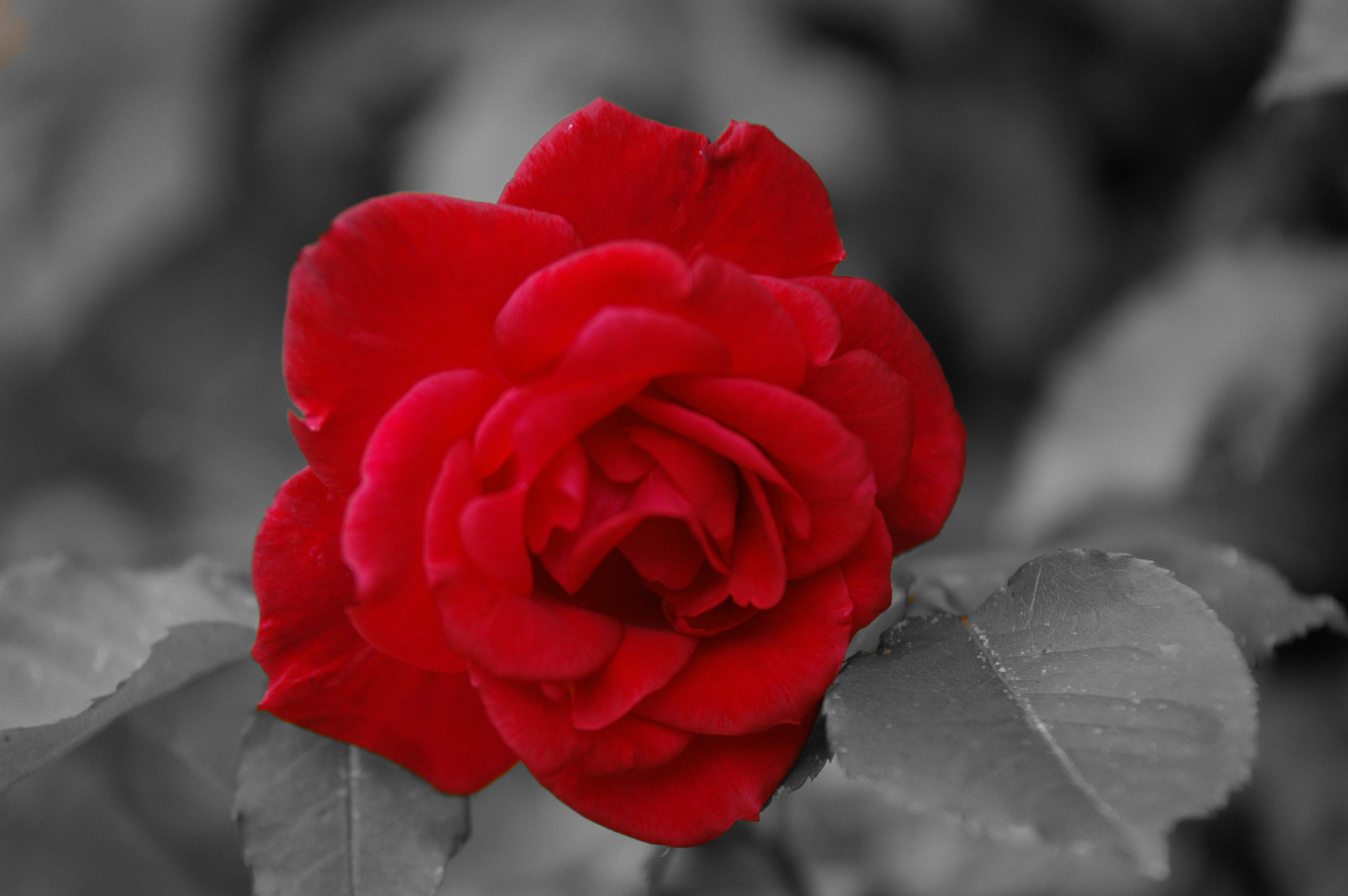 Red Rose