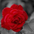 Red Rose