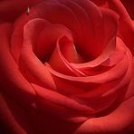 .....red rose.....