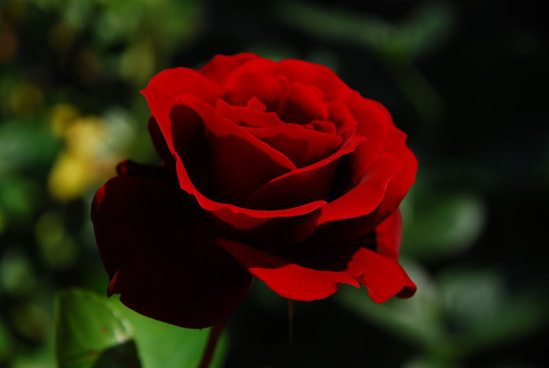 Red Rose