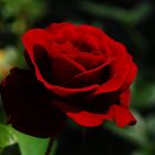 Red Rose