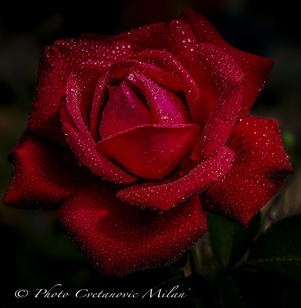 Red Rose