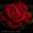 Red Rose