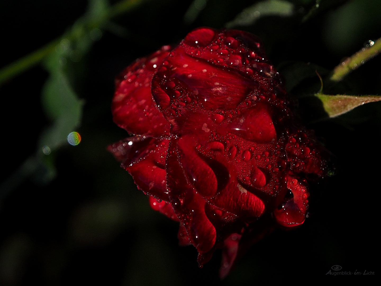 Red rose