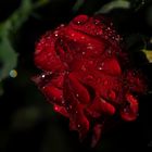 Red rose