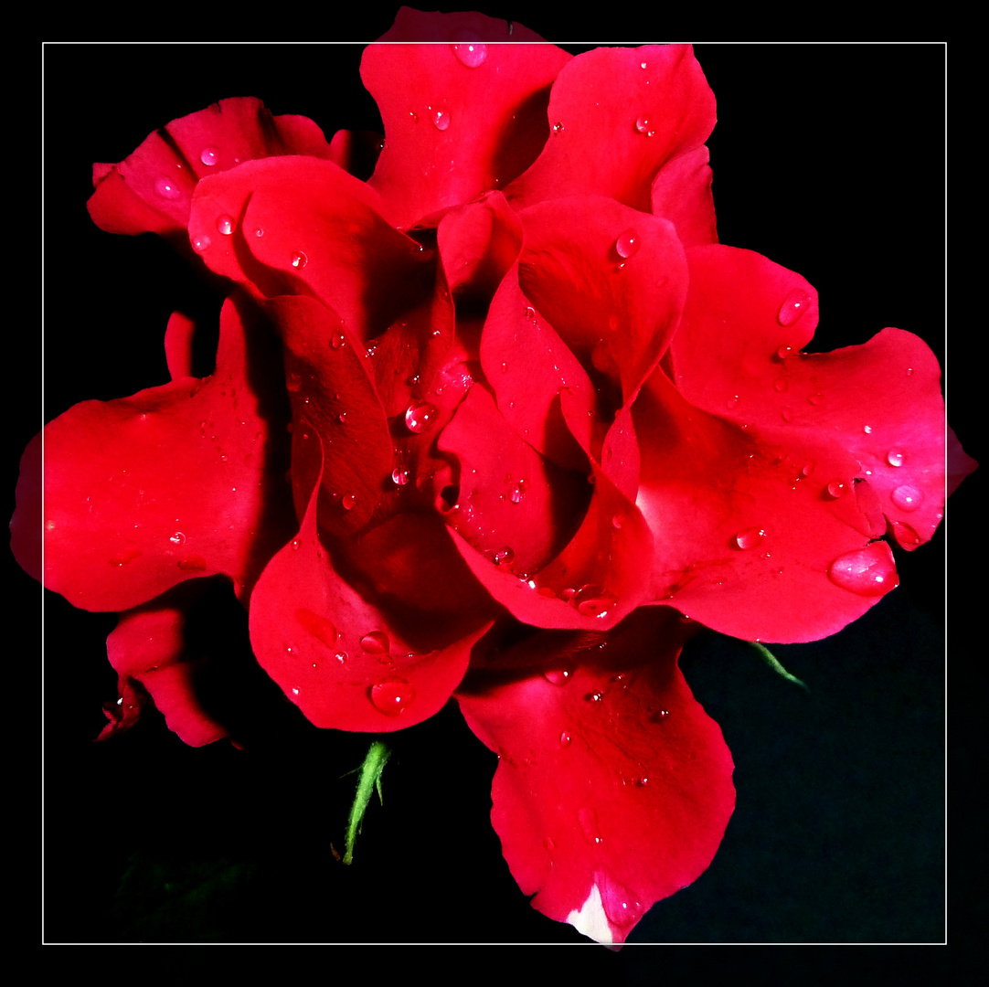 #...Red Rose...#