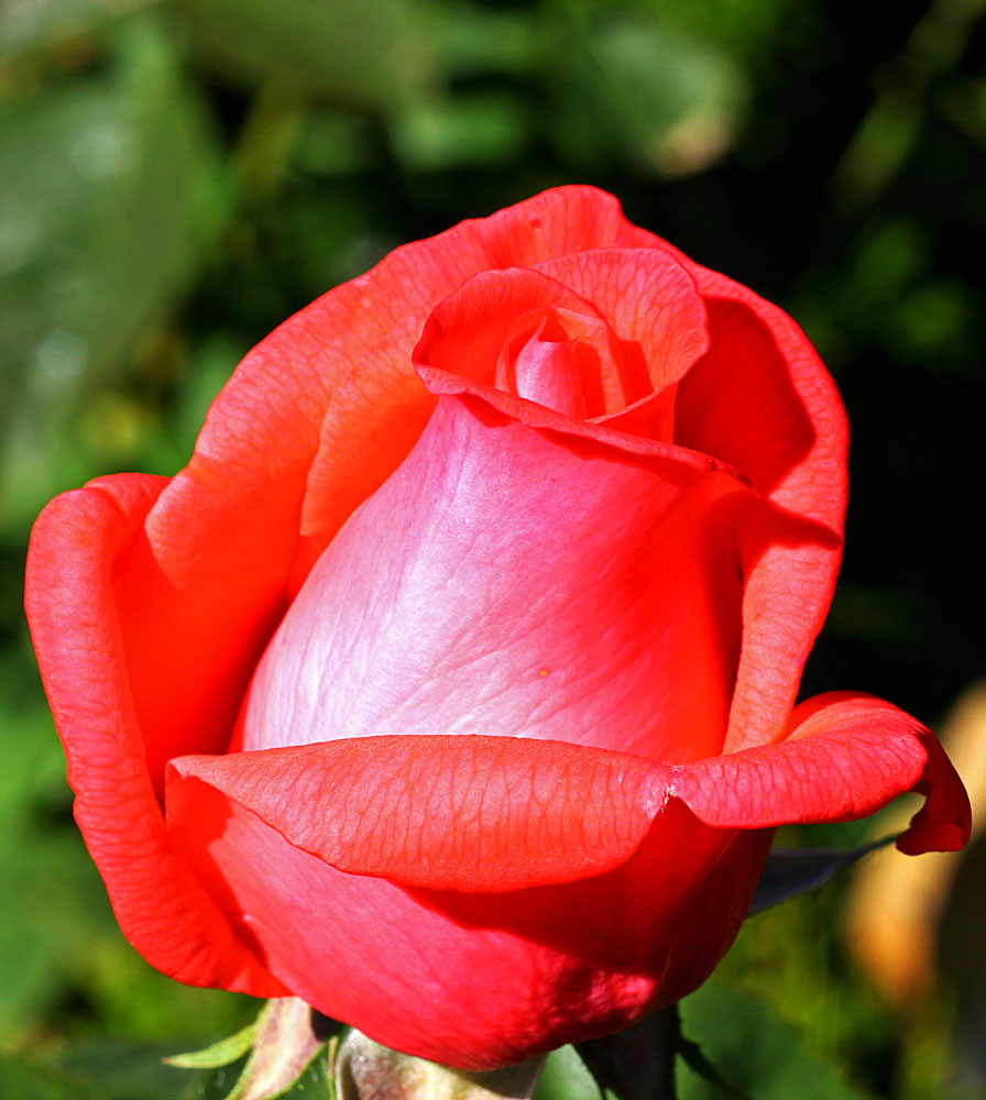 Red Rose