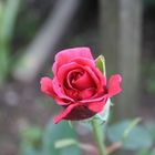 Red Rose