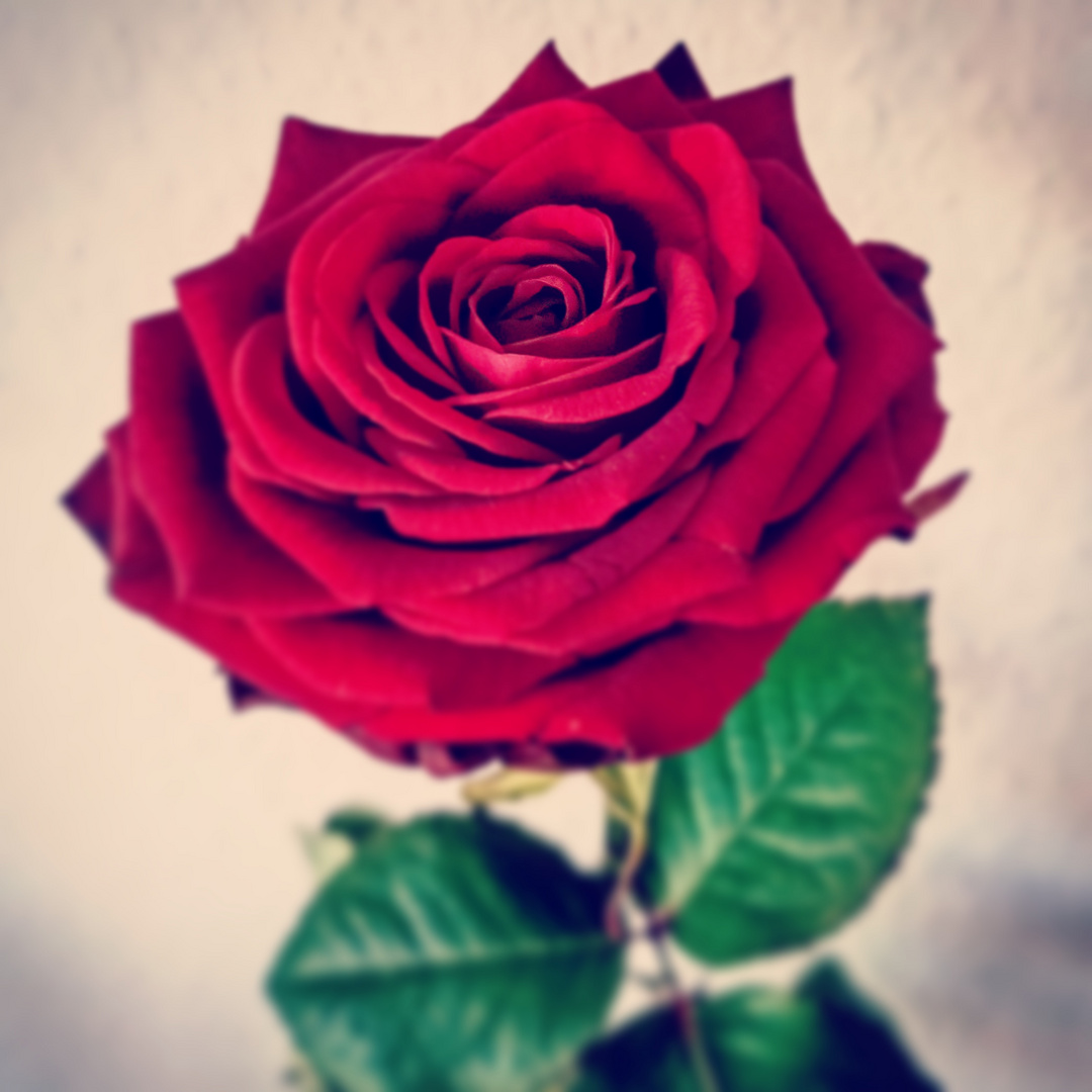 red rose