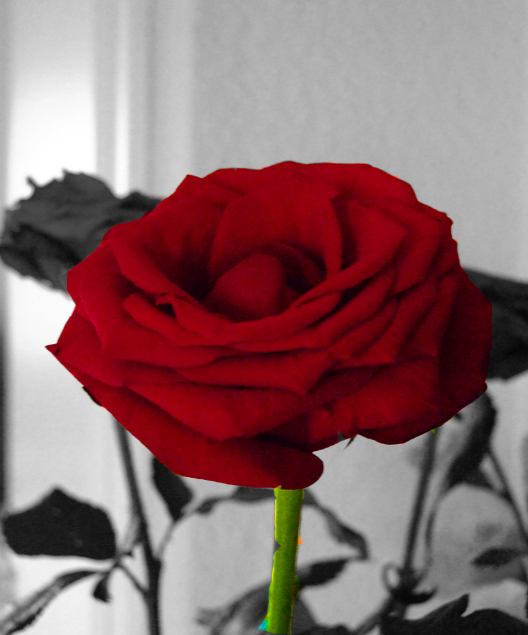 Red Rose