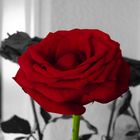 Red Rose