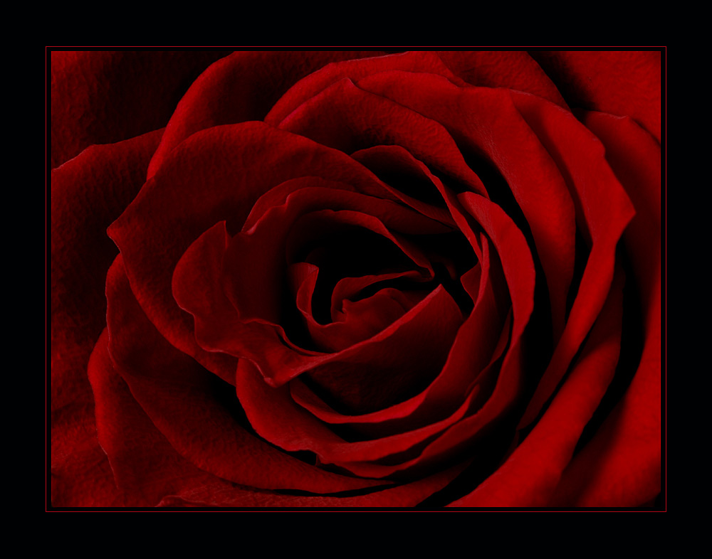 red rose