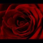 red rose