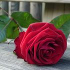 Red Rose