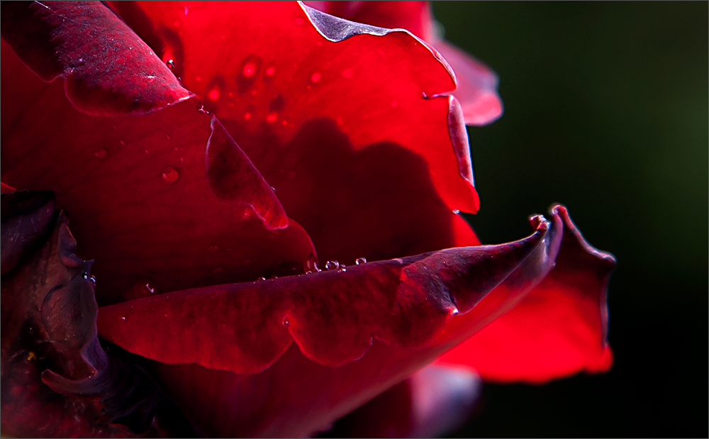 Red Rose