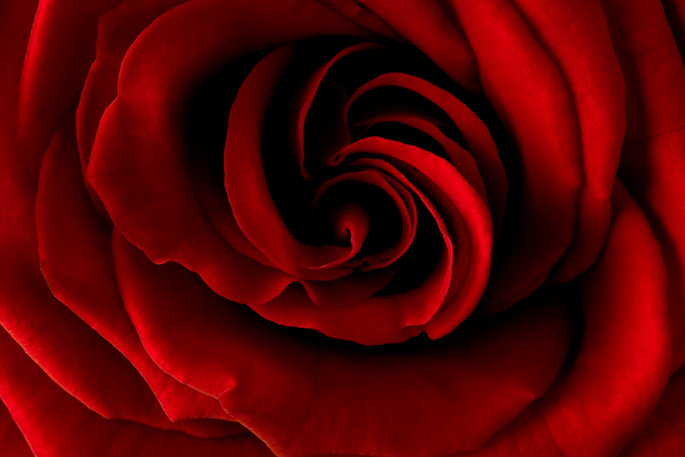 Red Rose