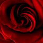 Red Rose