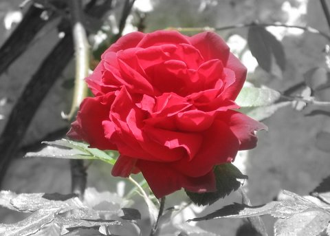 red rose