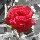 red rose