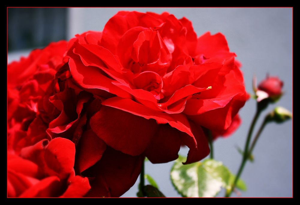 red Rose