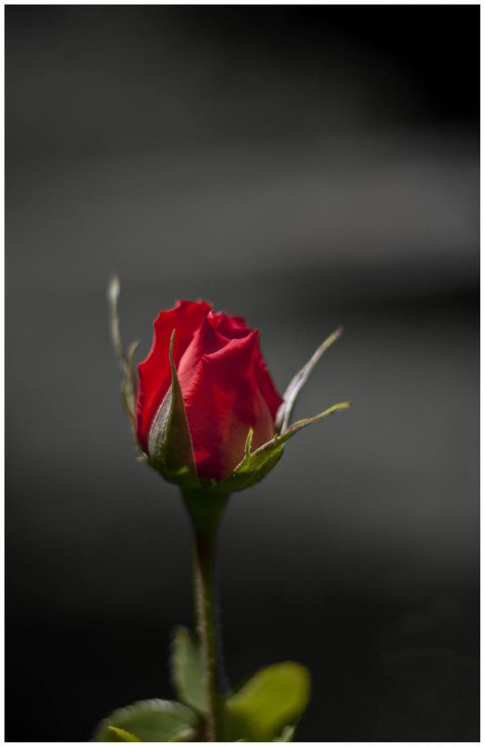 Red rose