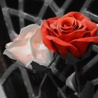 Red Rose