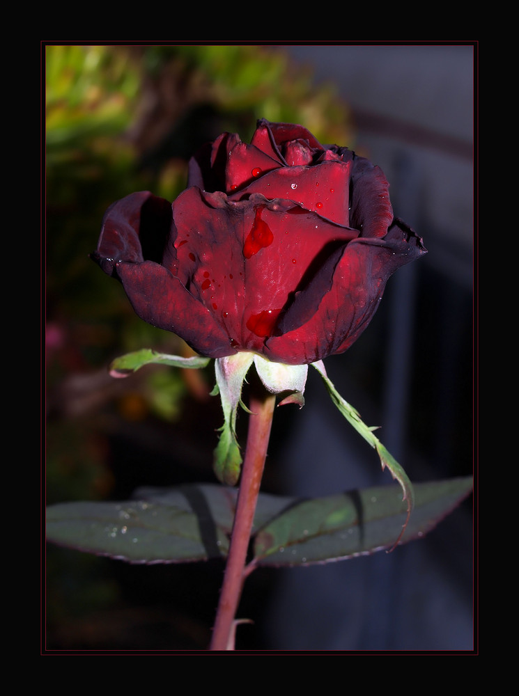 Red Rose