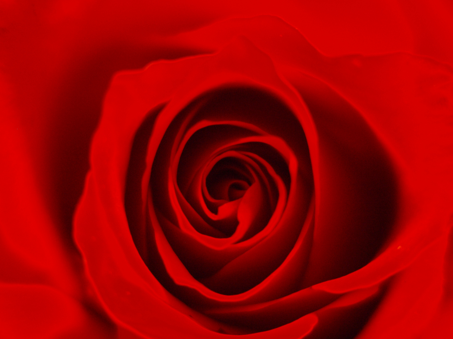 Red Rose