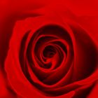 Red Rose