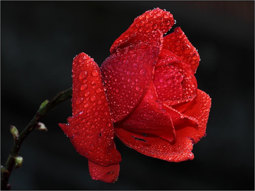 Red rose