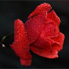 Red rose