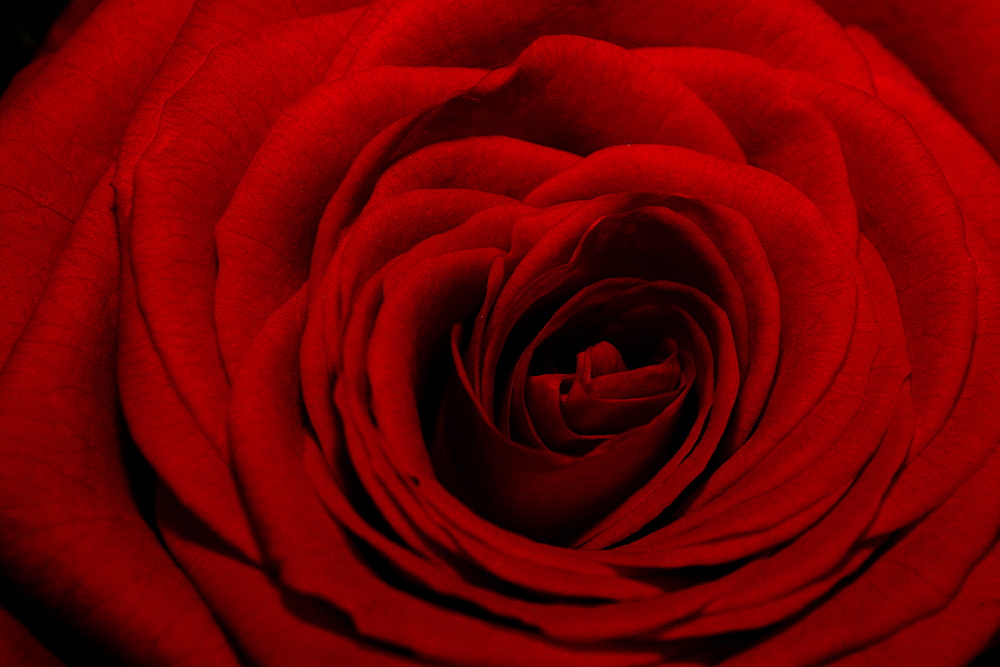 Red Rose