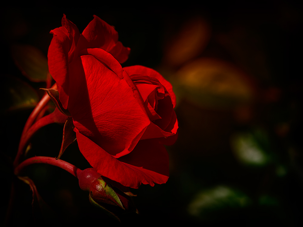 Red Rose