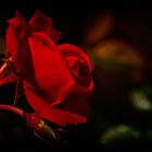 Red Rose