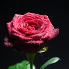 Red Rose