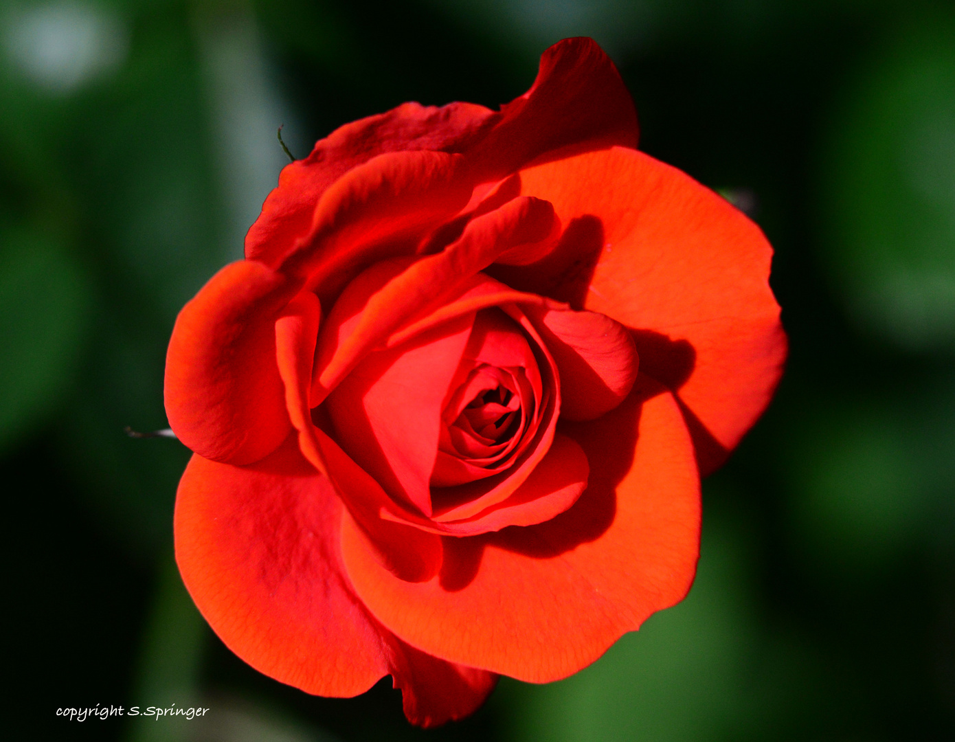 red rose