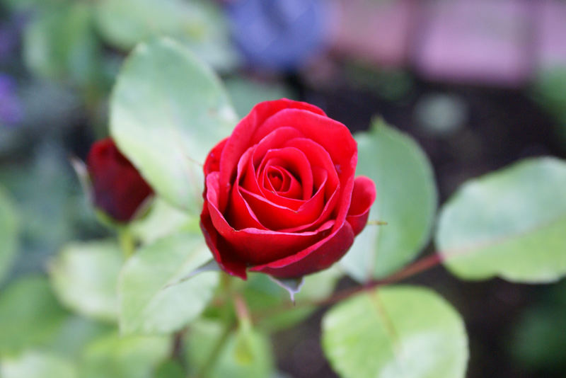 red rose ...
