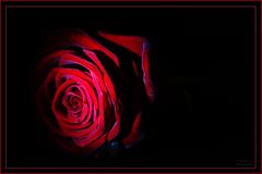 red rose