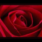 ... red rose ...
