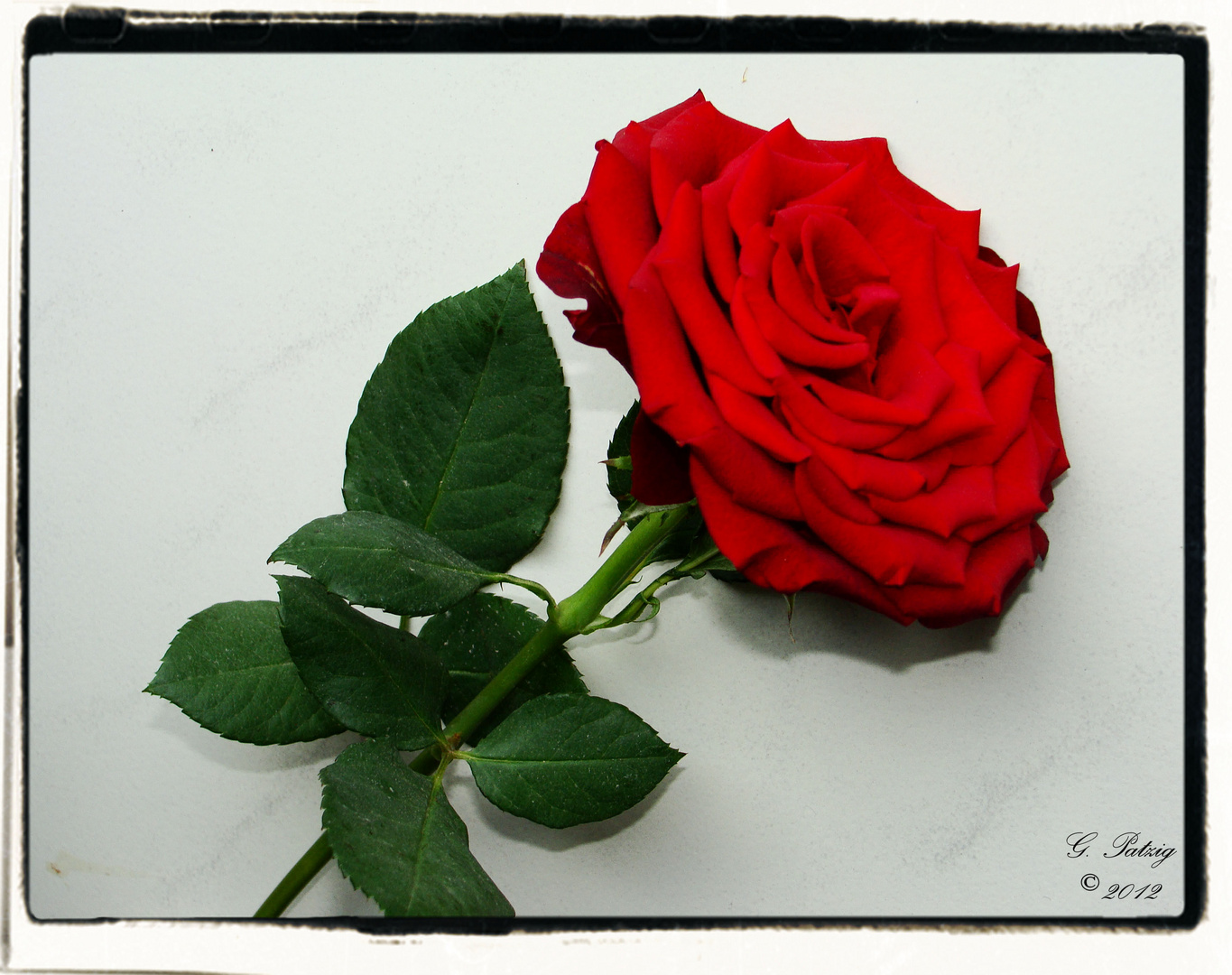 red rose